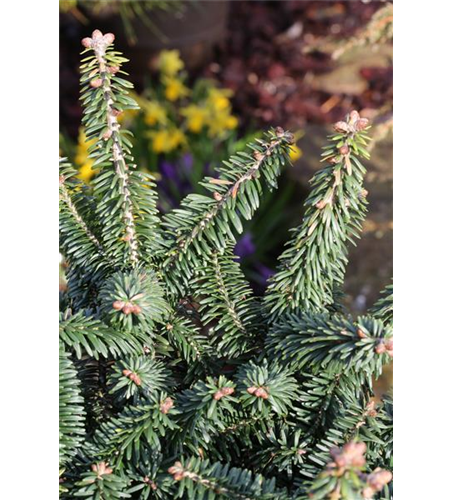 Abies balsamea 'Nana'