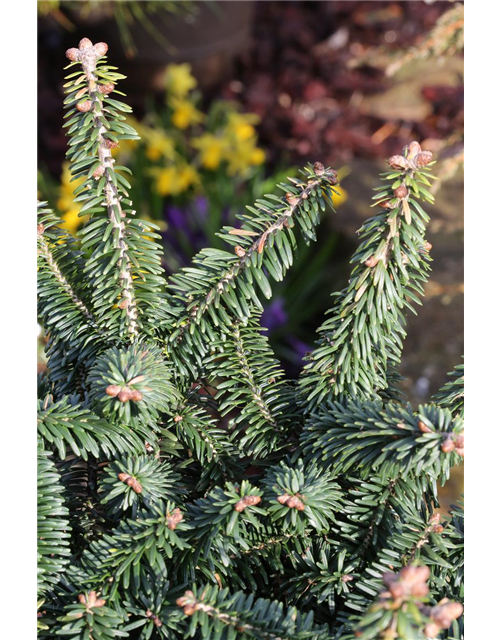 Abies balsamea 'Nana'