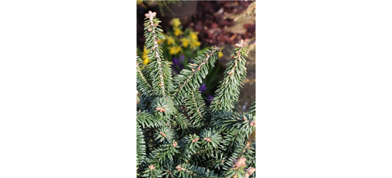 Abies balsamea 'Nana'