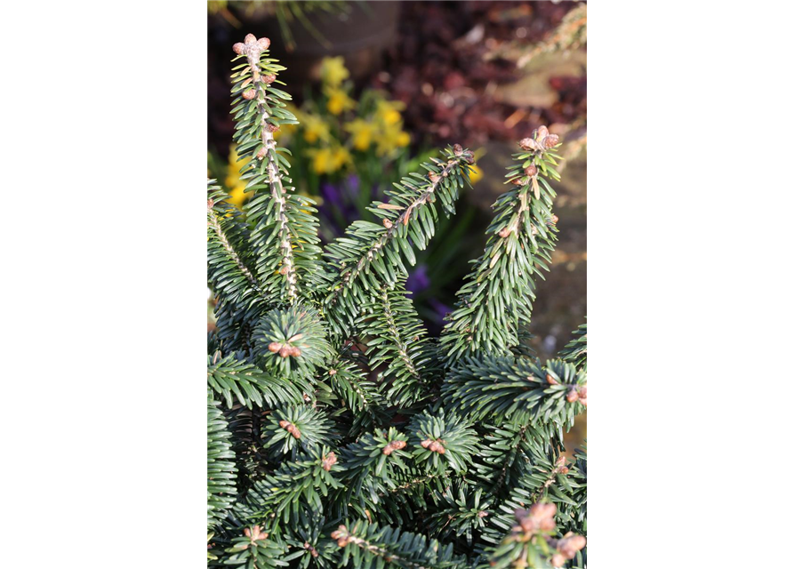 Abies balsamea 'Nana'