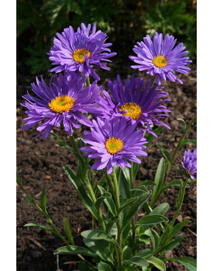 Aster alpinus 'Dunkle Schöne'