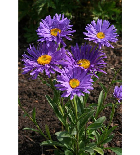 Aster alpinus 'Dunkle Schöne'