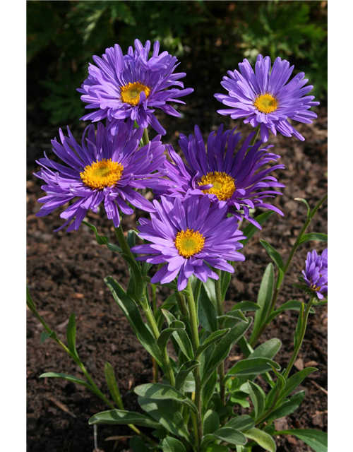 Aster alpinus 'Dunkle Schöne'