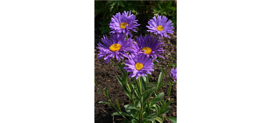 Aster alpinus 'Dunkle Schöne'