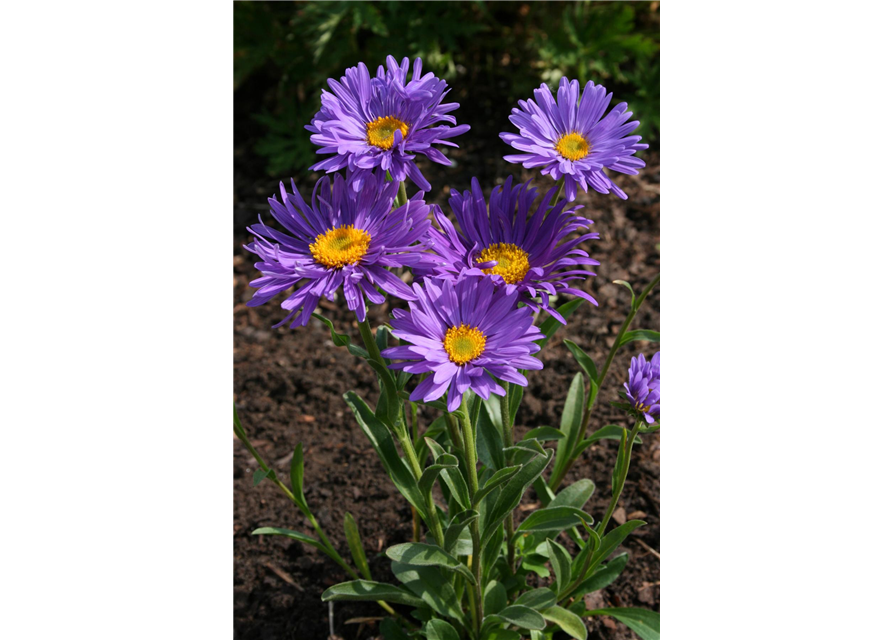 Aster alpinus 'Dunkle Schöne'