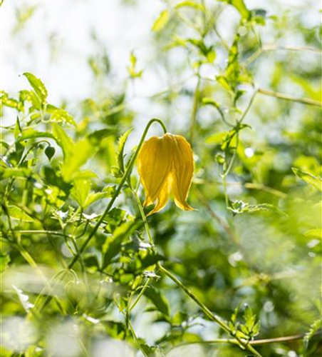 Clematis serratifolia 'Golden Tiara'®