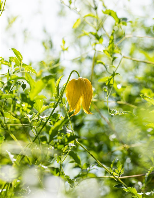 Clematis serratifolia 'Golden Tiara'®