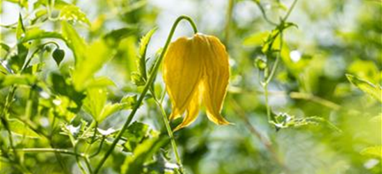 Clematis serratifolia 'Golden Tiara'®