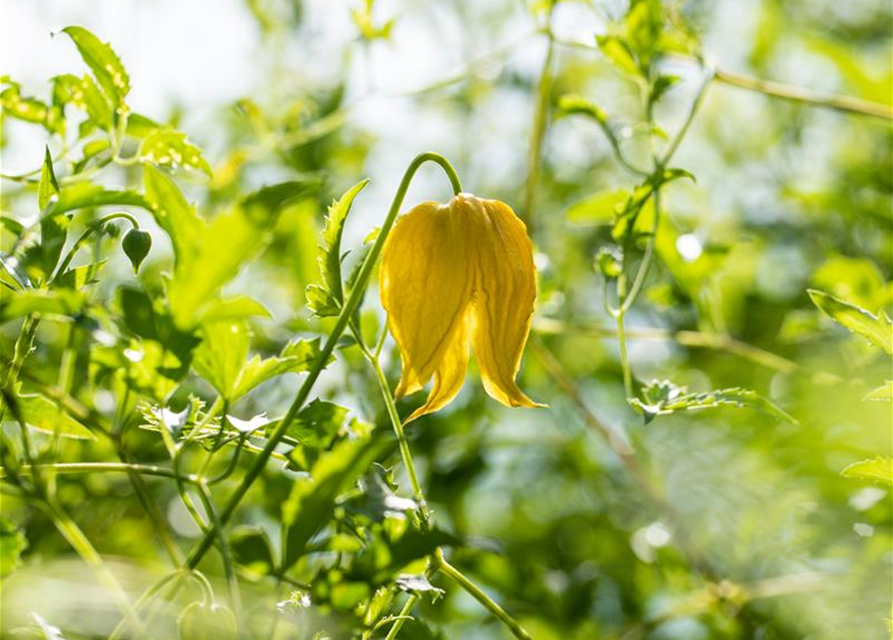 Clematis serratifolia 'Golden Tiara'®