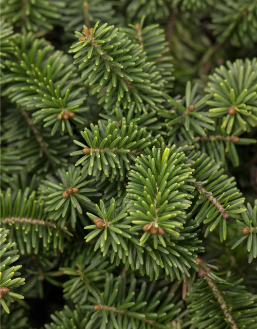 Abies balsamea 'Nana'