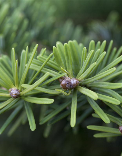 Abies balsamea 'Nana'