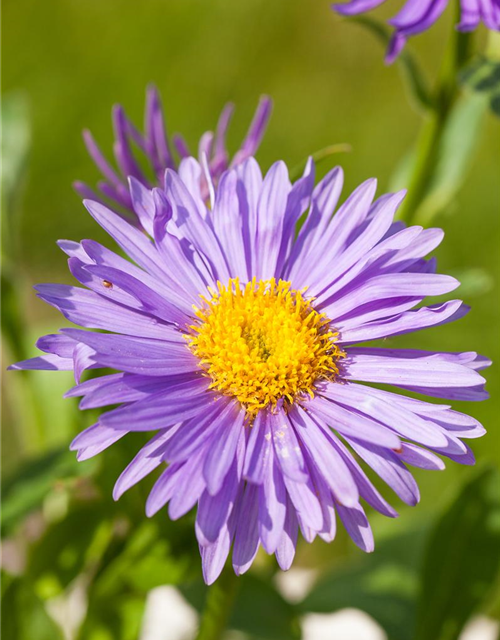 Aster alpinus 'Dunkle Schöne'