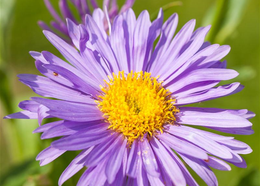 Aster alpinus 'Dunkle Schöne'