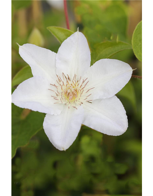 Clematis hybrida 'Madame Le Coultre'