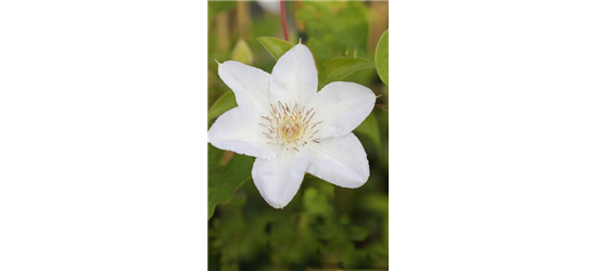 Clematis hybrida 'Madame Le Coultre'