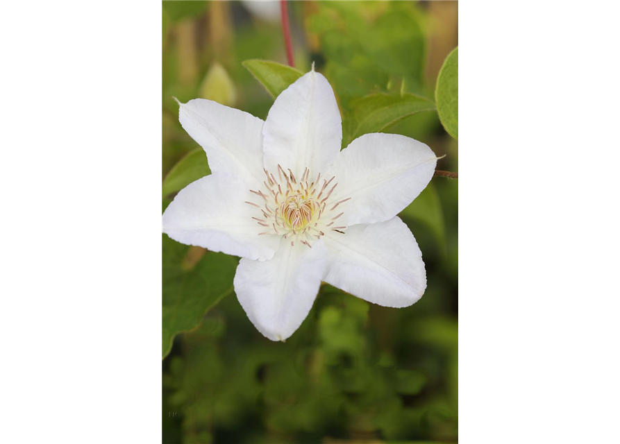 Clematis hybrida 'Madame Le Coultre'