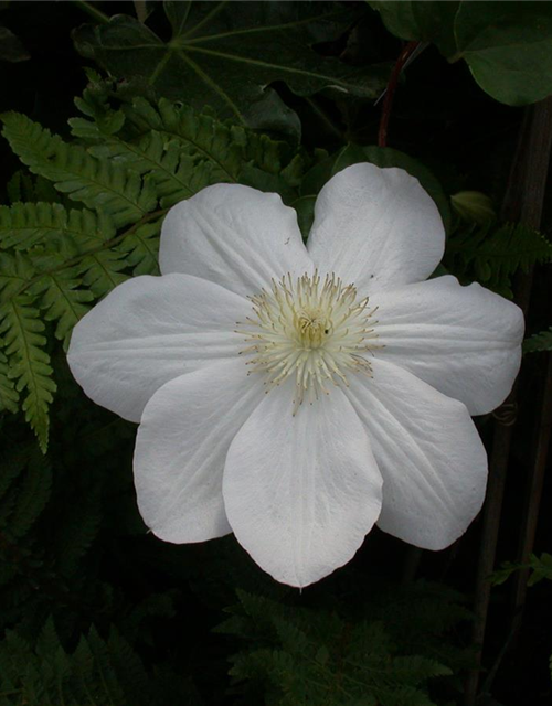 Clematis hybrida 'Madame Le Coultre'