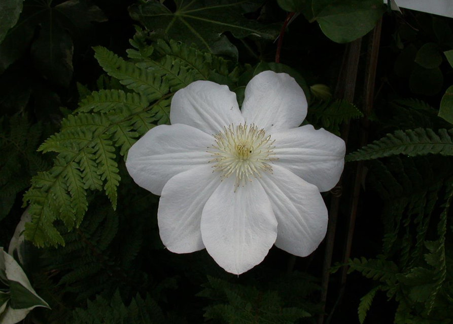 Clematis hybrida 'Madame Le Coultre'