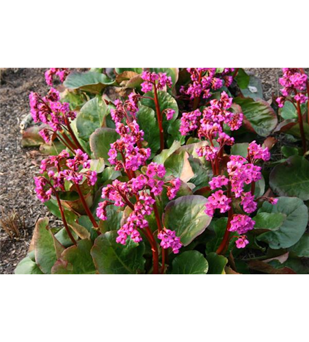 Bergenia cordifolia 'Eroica'