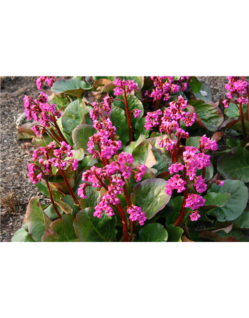 Bergenia cordifolia 'Eroica'