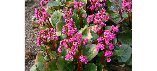 Bergenia cordifolia 'Eroica'