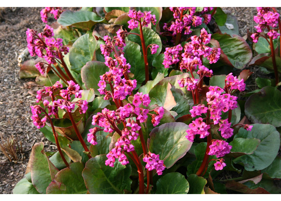 Bergenia cordifolia 'Eroica'