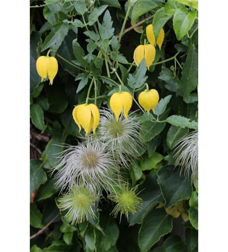 Clematis tangutica