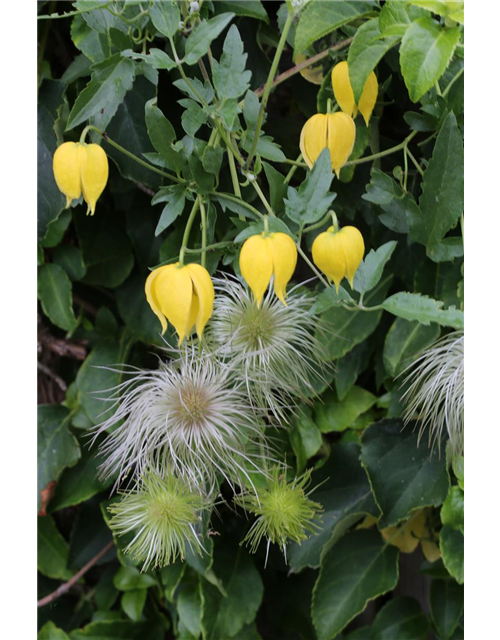 Clematis tangutica