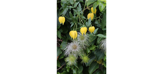 Clematis tangutica