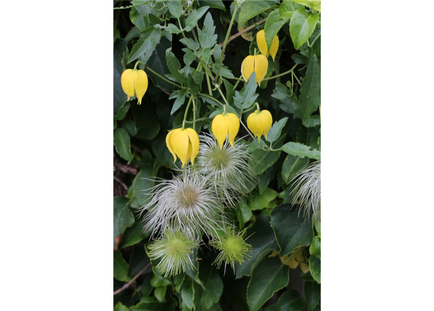 Clematis tangutica