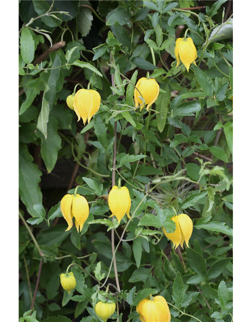 Clematis tangutica