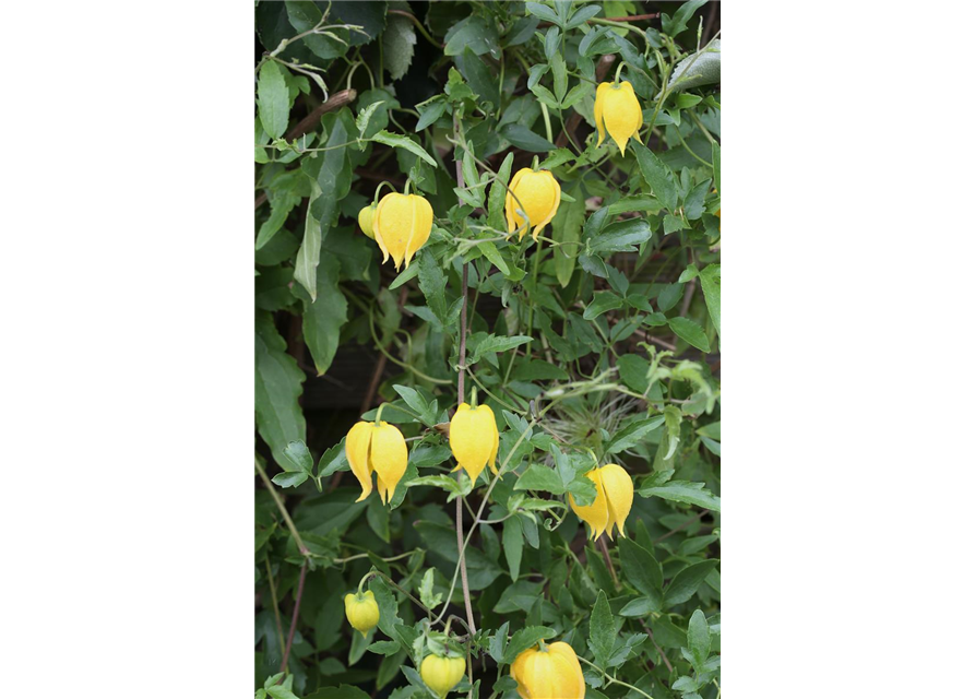 Clematis tangutica