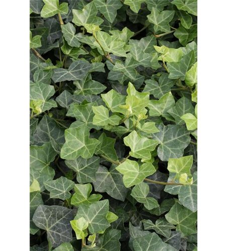 Hedera helix hibernica