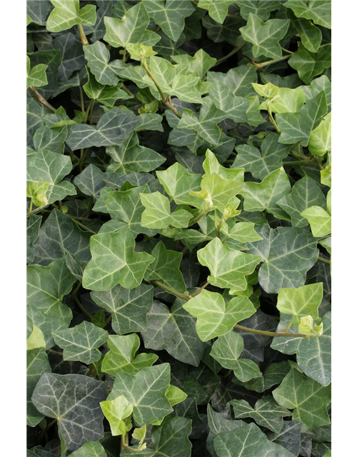 Hedera helix hibernica