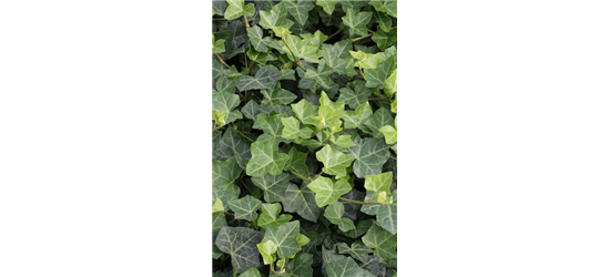 Hedera helix hibernica