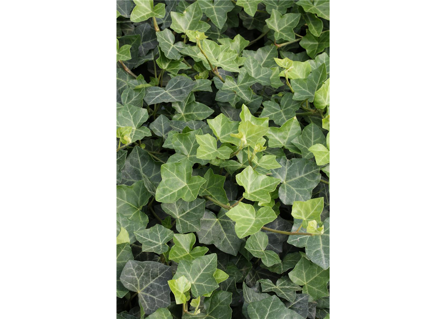 Hedera helix hibernica