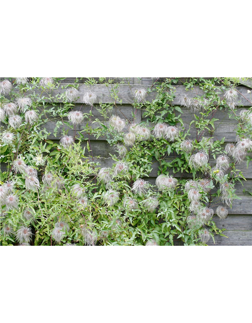 Clematis tangutica