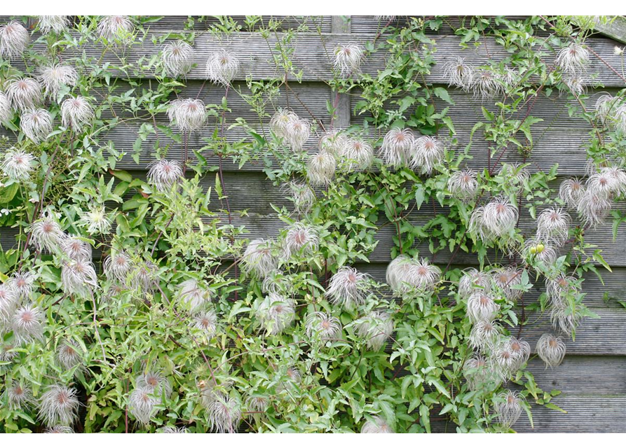 Clematis tangutica