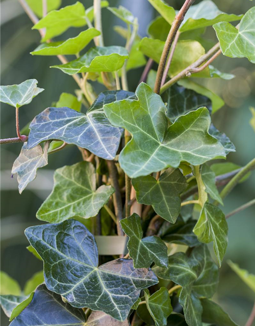 Hedera helix hibernica