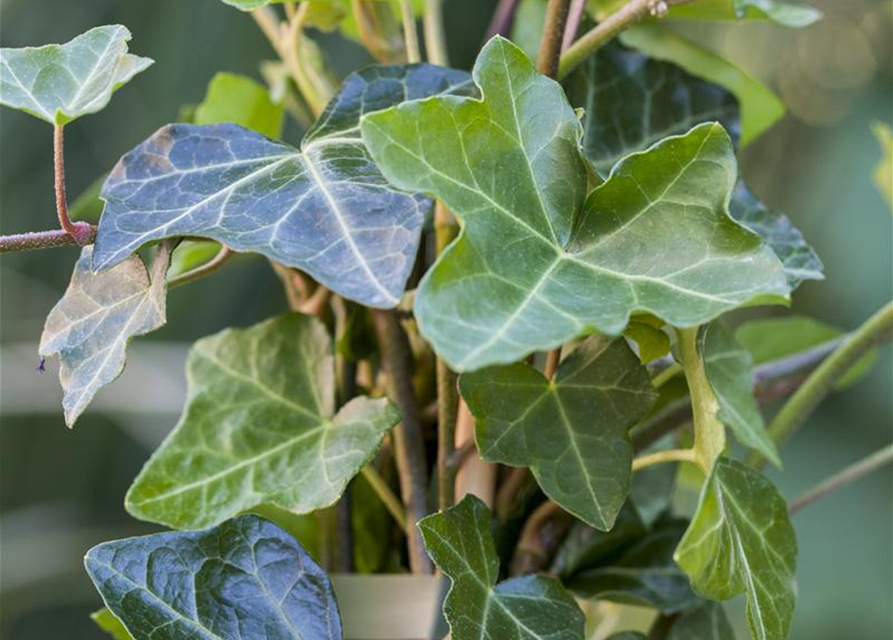 Hedera helix hibernica