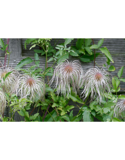 Clematis tangutica