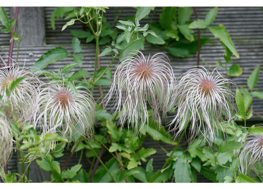 Clematis tangutica