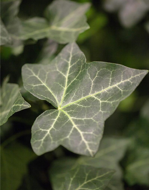 Hedera helix hibernica