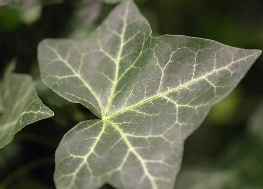 Hedera helix hibernica