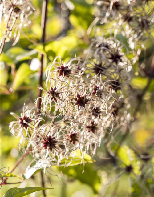 Clematis tangutica