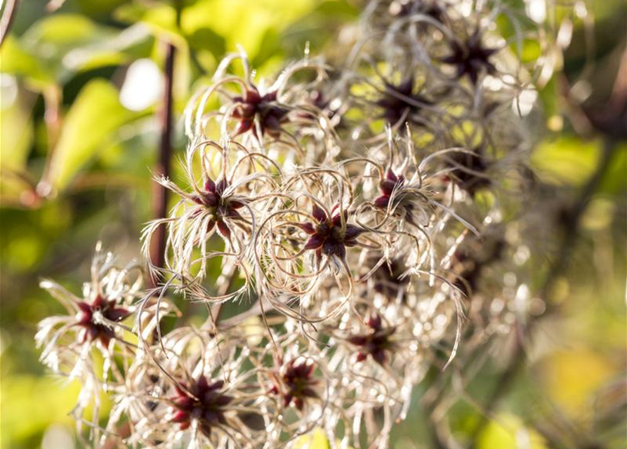 Clematis tangutica