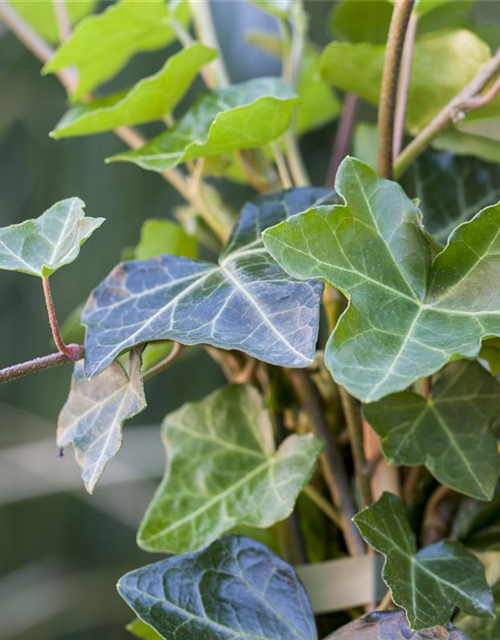 Hedera helix hibernica