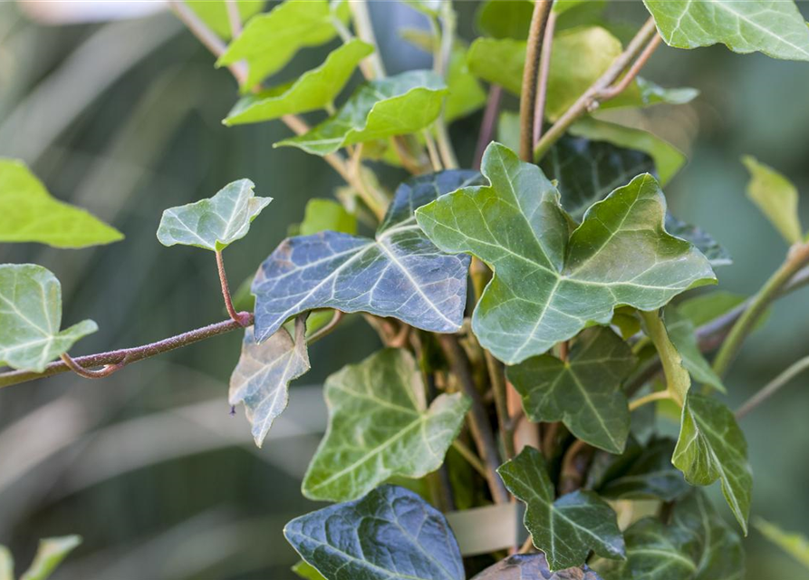 Hedera helix hibernica