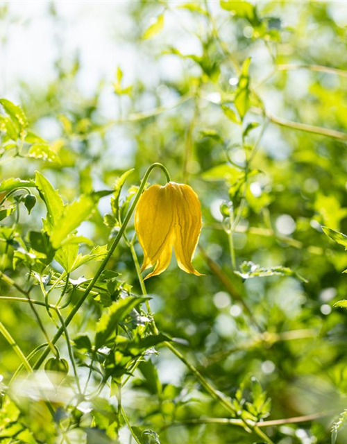 Clematis tangutica