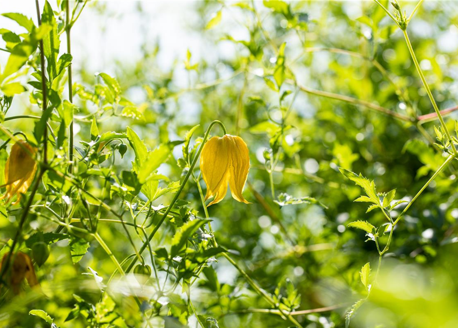 Clematis tangutica